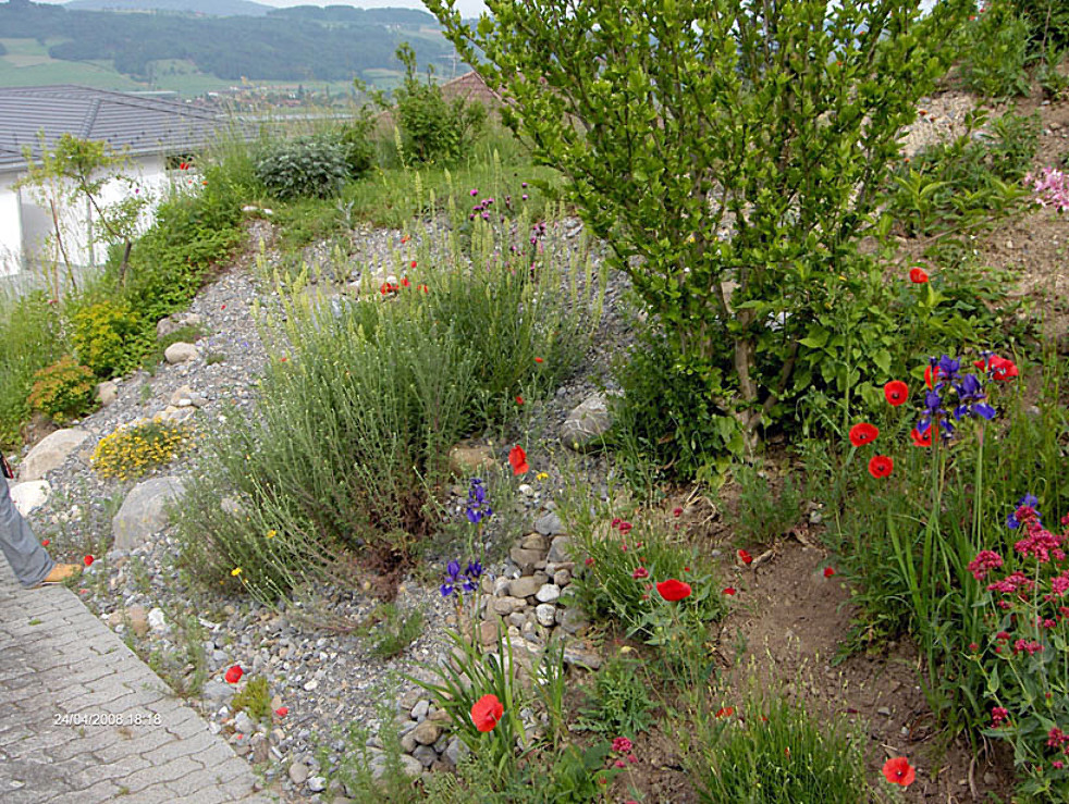 Sanierung Böschungsteil, Hitzkirch (nachher)