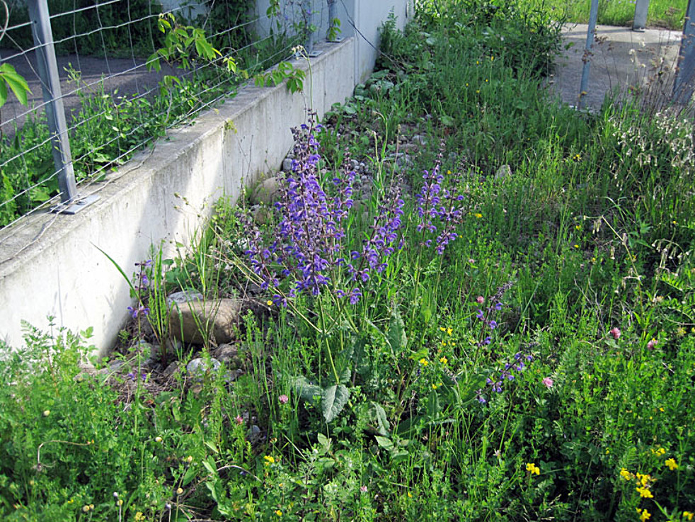 Wiesensalbei in Kiesfläche