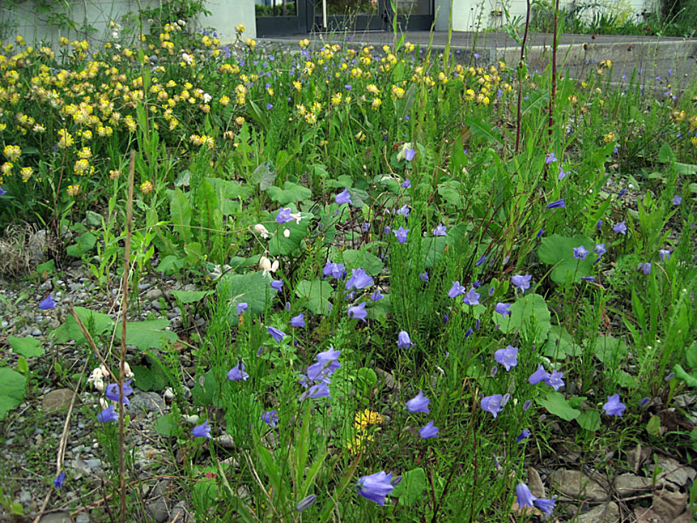 Glockenblume in Kiesfläche